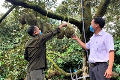 Rộn ràng mùa thu hoạch sầu riêng ở Đắk Lắk