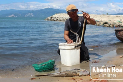 Cá chết hàng loạt tại vùng biển Khánh Hòa