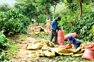 Gia Lai: Thiếu nhân công thu hoạch cà phê