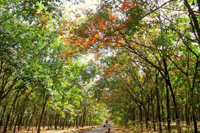 Mơ màng giữa rừng cao su Tây Nguyên mùa đổ lá