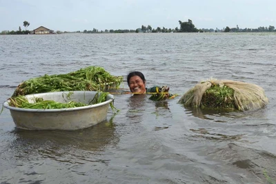 Sản vật mùa lũ giúp người dân miền Tây kiếm chục triệu