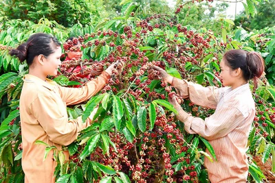 Gỡ khó về vốn cho chương trình tái canh cà phê ở Gia Lai