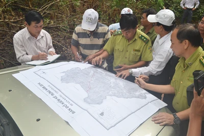 Bài cuối: Bảo vệ và phát triển rừng cần giải pháp căn cơ