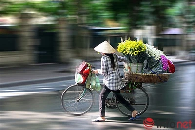 Ngắm cúc họa mi đầu mùa trên phố phường Thủ đô