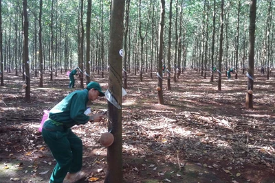 Hội thi bàn tay vàng khai thác mủ cao su