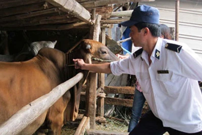 Krông Pa phòng-chống dịch bệnh cho vật nuôi sau mưa lũ