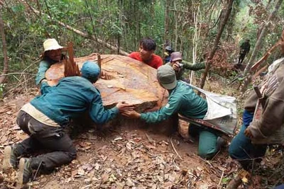 Thanh tra toàn diện 2 ban quản lý rừng phòng hộ