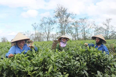 Công ty cổ phần Chè Bàu Cạn: Đưa sản phẩm ra thế giới