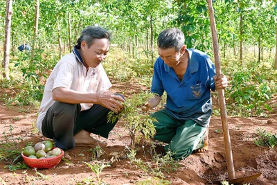 Nông dân huyện Chư Sê chuyển đổi cây trồng vật nuôi