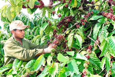 Người trồng cà phê Gia Lai oằn mình vì chi phí đầu vào