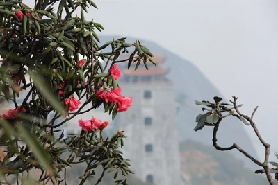 Lên Fansipan ngắm đỗ quyên Hoàng Liên trăm tuổi hiếm có