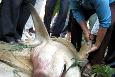 Đêm trăng sáng "nín thở" câu cá mập ở Trường Sa