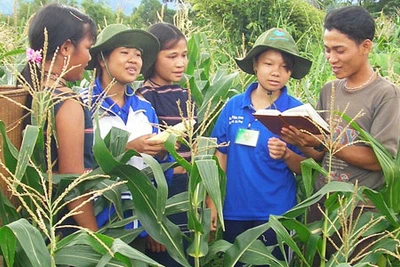 Sinh viên tình nguyện ĐH Nông Lâm TP. HCM gắn bó với mảnh đất Gia Lai