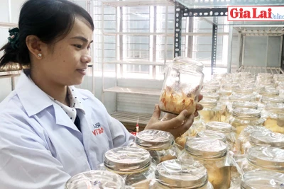 Gia Lai: Sẵn sàng chuyển giao công nghệ sản xuất nấm Đông trùng hạ thảo