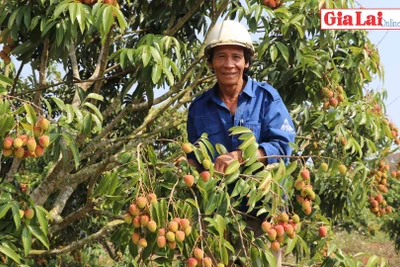 Nông dân Kbang trồng vải cho thu nhập cao