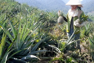 Đắk Lắk: Vì sao dân ở đây phải lấy vải tối màu che cả ngàn quả dứa?