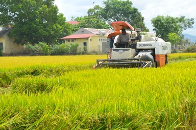 Niềm vui từ vụ Đông Xuân