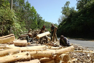 Lâm Đồng: "Hết duyên" với dự án trồng keo