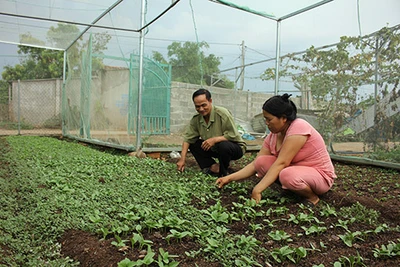 Rau sạch vẫn bán đều trong những ngày dịch Covid - 19