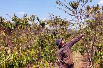 Tây Nguyên nỗ lực chống hạn