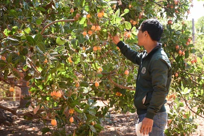 Cây điều ở Chư Prông: Quan niệm "trồng chơi ăn thật"