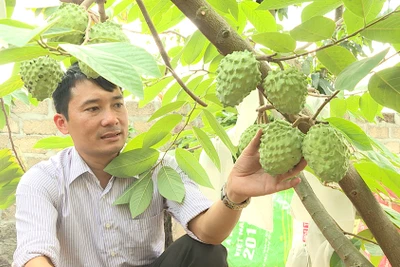 Trồng thứ na ra trái lạ, thương lái cứ hỏi đã chín chưa