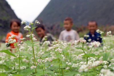 Hãy lên lễ hội "Đá nở hoa"