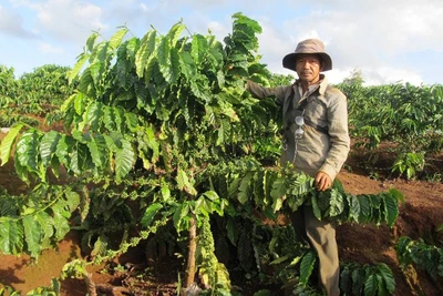 Chư Prông đẩy mạnh ứng dụng khoa học kỹ thuật vào sản xuất