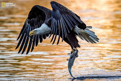 Thiên nhiên hoang dã đẹp mê hoặc trong ảnh của National Geographic