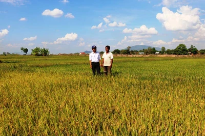 Mùa vàng trên biên giới