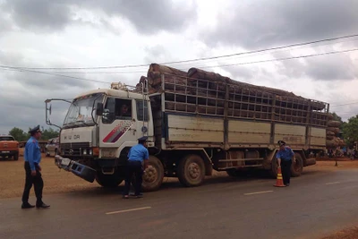 Xe chở gỗ quá khổ, quá tải tái diễn trên các tuyến quốc lộ