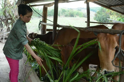 Xã Đông: Tập trung nguồn lực để về đích nông thôn mới