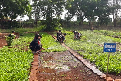 Hiệu quả từ mô hình "Vườn rau em chăm"