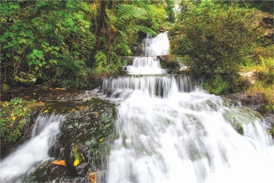 Xuân hồng reo ngân trong cỏ