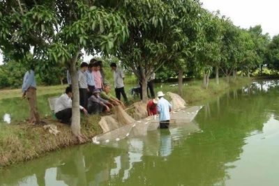 Tăng thu nhập từ nuôi cá nước ngọt