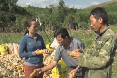 Vụ bắp buồn ở Lơ Ku