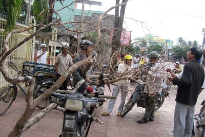 Mai rừng về phố