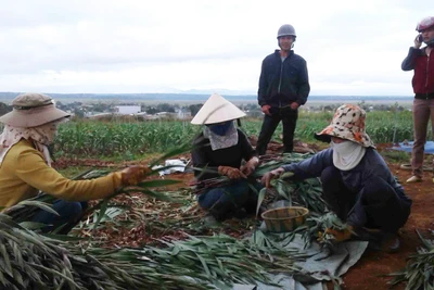 Nông dân TP.Pleiku được mùa lay ơn