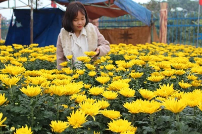 Khan hiếm nhiều loài hoa