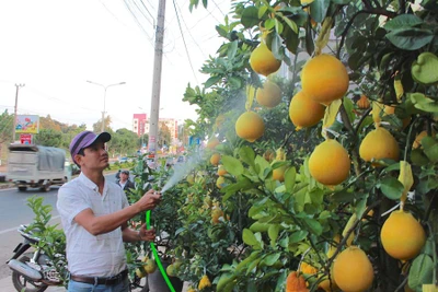 Bưởi Diễn Hưng Yên "góp" Xuân trên Phố núi