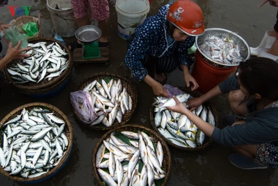 Sớm mai bình dị trên bãi biển Hải Hòa