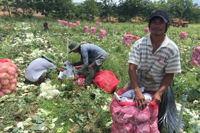 Người Churu đi "bắt chồng" - Kỳ 3: Được "mua", chàng rể Churu phải làm quần quật