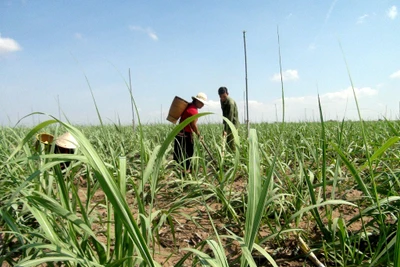 Phú Thiện: Chuyển đổi hơn 1.000 ha cây trồng kém hiệu quả sang trồng mía