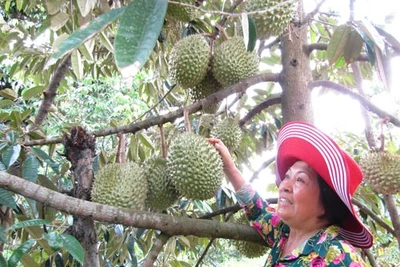 Tự tin làm giàu trên đồng quê