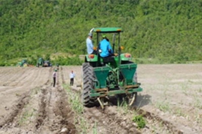 Thành thành công Gia Lai: Đẩy mạnh khuyến nông trên cây mía