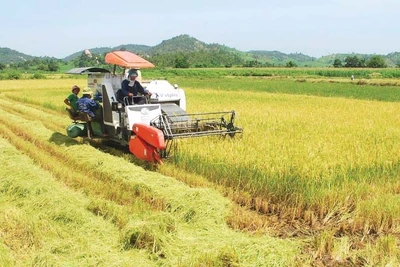 Xây dựng thương hiệu "Gạo Phú Thiện"