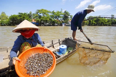 Cận cảnh "săn, bắt, hái, lượm" mùa nước nổi