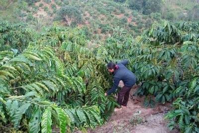 Nông dân huyện Kbang tái canh hơn 165 ha cà phê