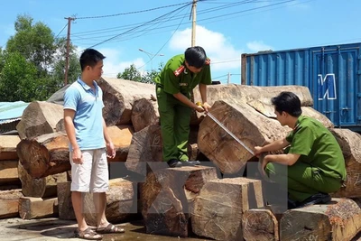 Hai kẻ vận chuyển gỗ trái phép đâm xe vào cán bộ kiểm lâm