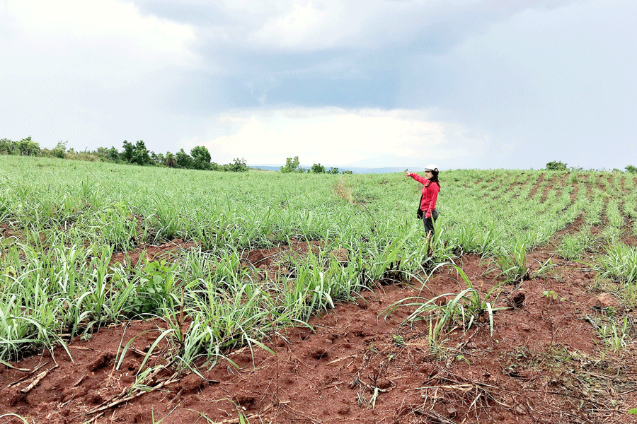 Nông dân Hbông làm giàu nhờ trồng mía